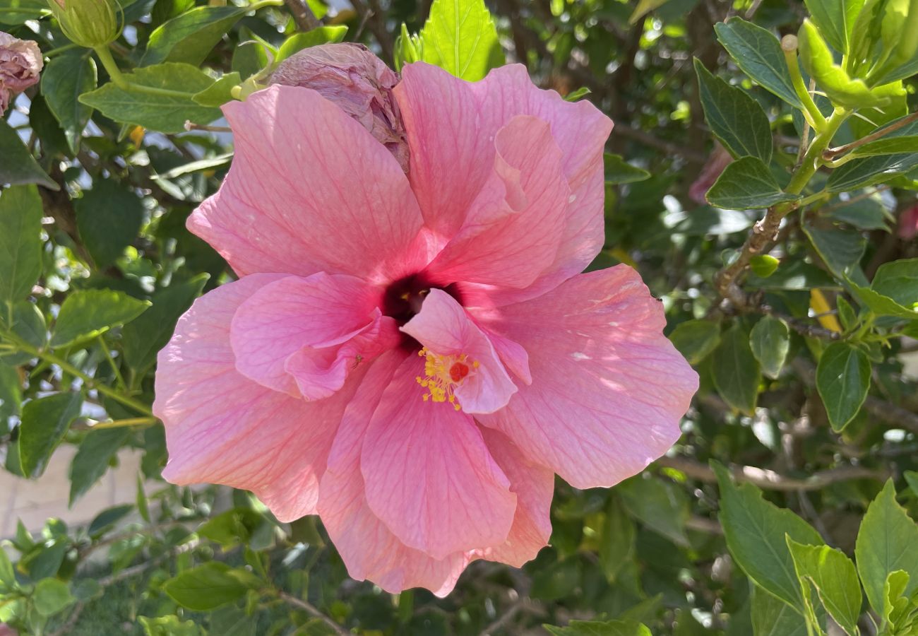 Villa em Quarteira - Laranjal by Check-in Portugal